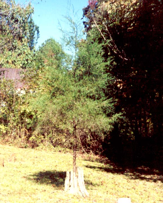 Cedar Tree 2005